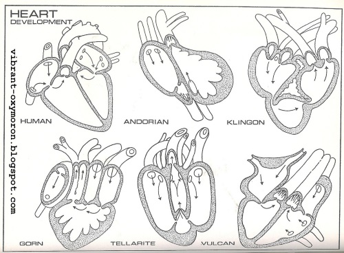 Auxiliary Organ–Klingon Heart Anatomy