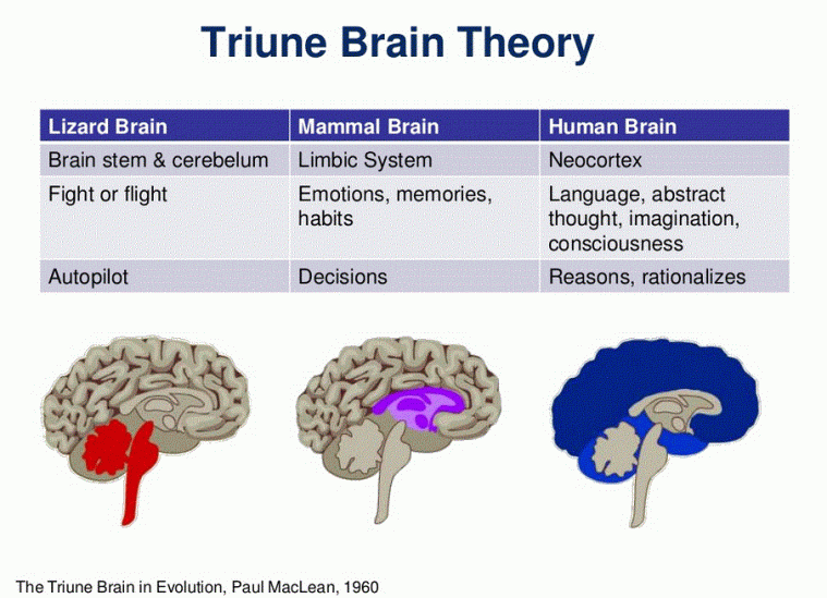 Multiple Brain-Triune Brain Theory