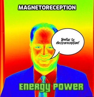 magnetoreception